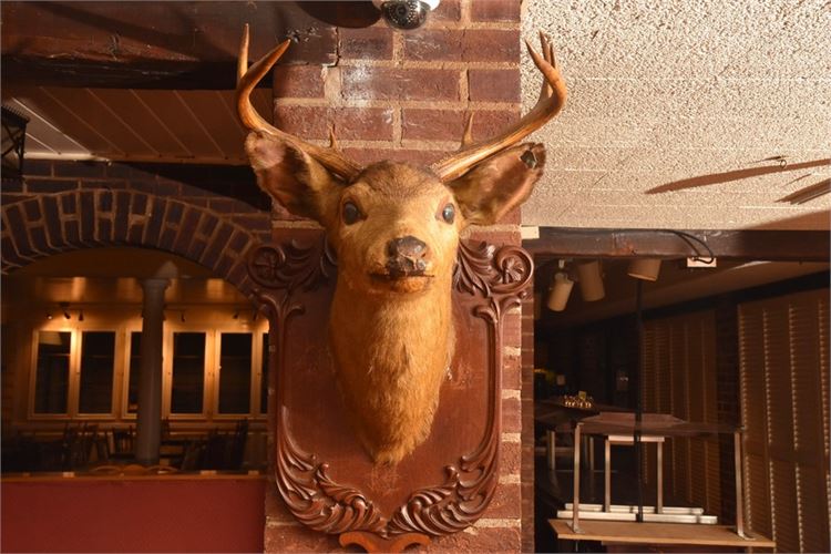 Deer Head Mount On Carved Wood Base