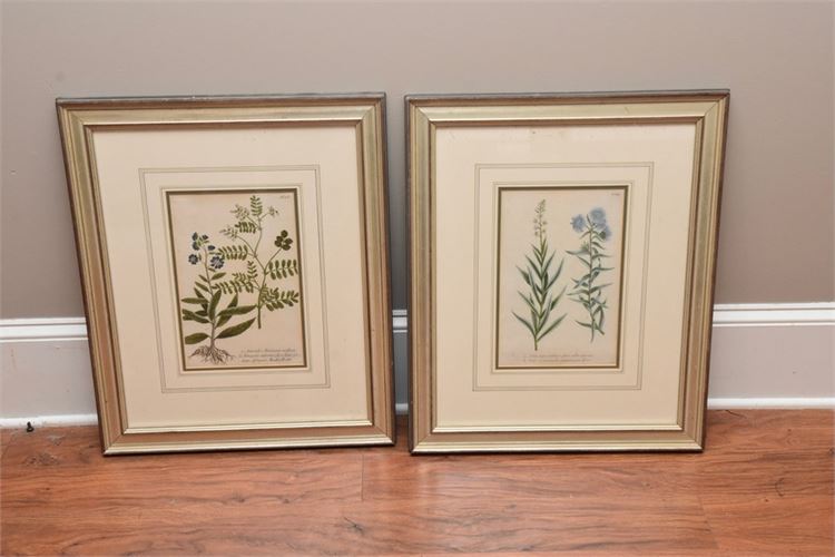 Pair German Framed Botanical Prints