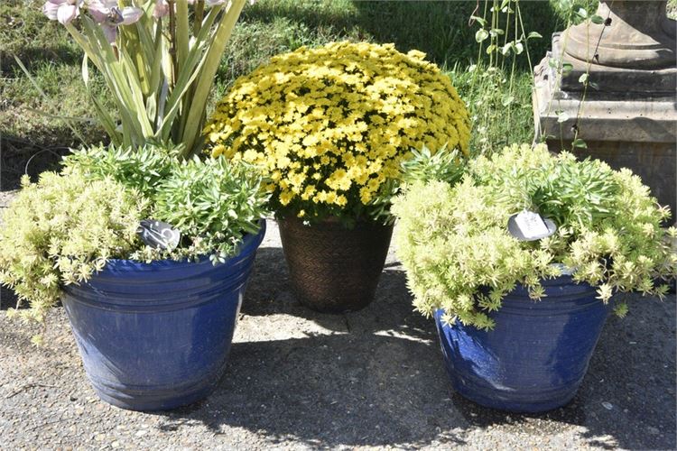 Three (3) Plastic Planters