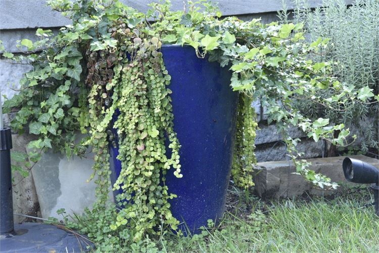 Large Cobalt Planter