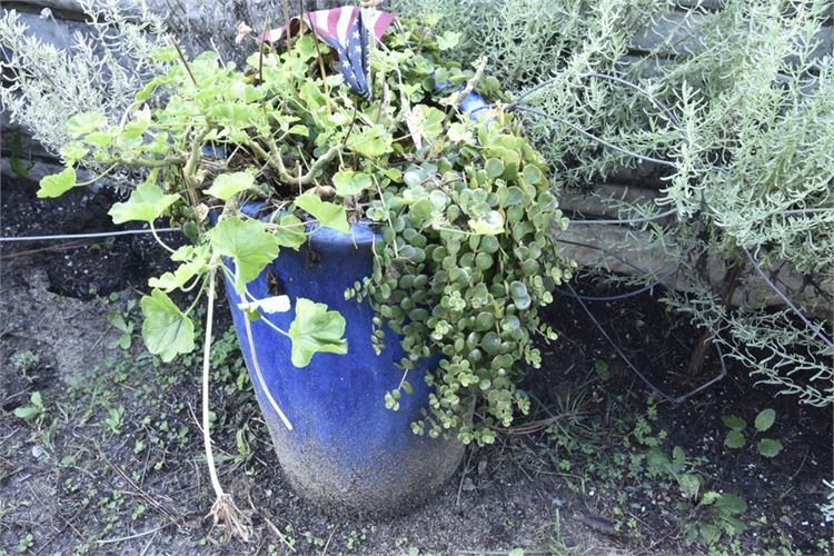 Large Blue Glazed Planter