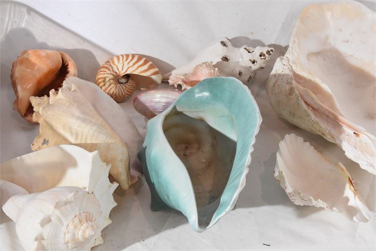 Group Seashells