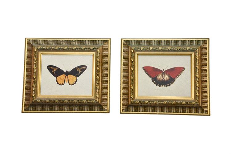 Pair, Framed Butterfly Prints