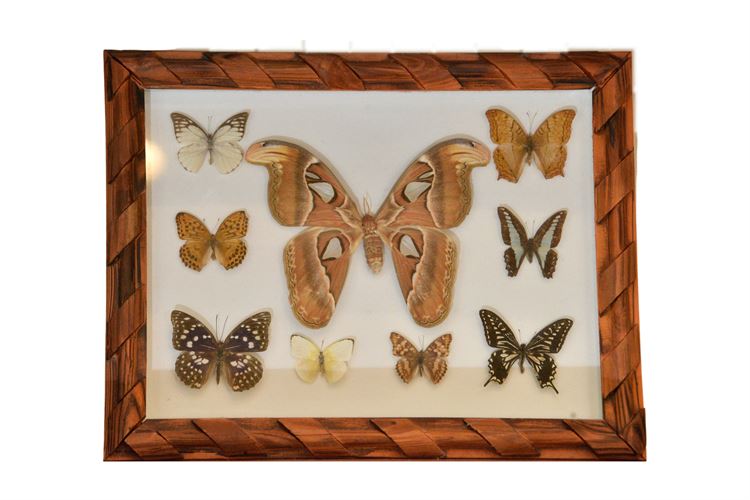 Framed Butterfly Collection  Wall Hanging