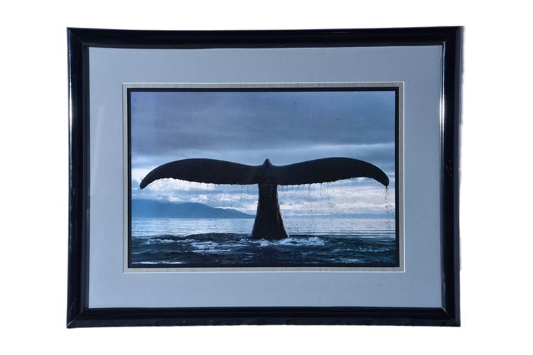 Framed Whale Fin Artwork