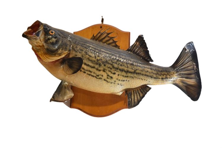 Large Taxidermy  Fish Figure