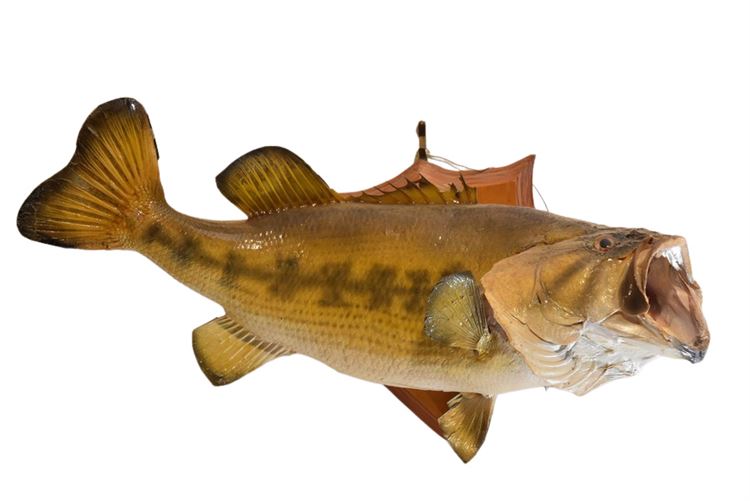 Large Taxidermy Fish