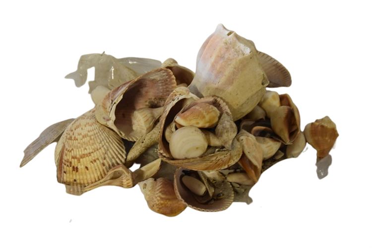 Group, Seashells