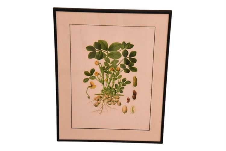 Framed Botanical Print