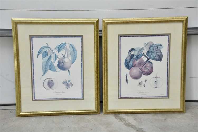 Pair Framed Botanical Prints