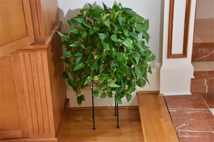 Potted Plant On Stand