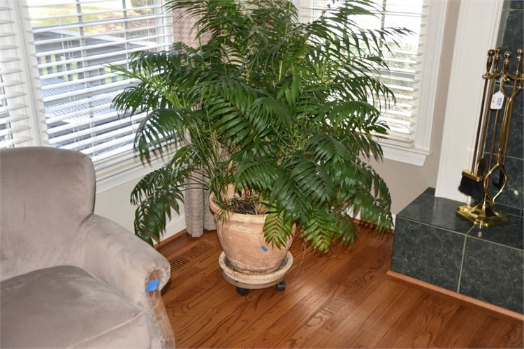 Potted Plant In Rolling Planter