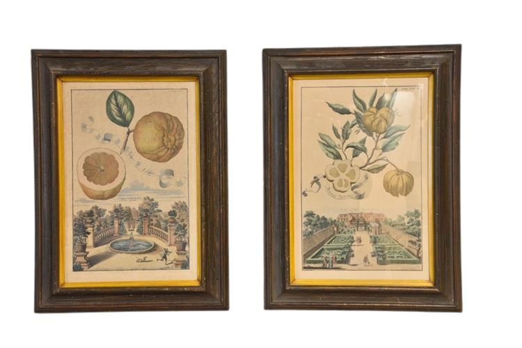 Pair Botanical Prints