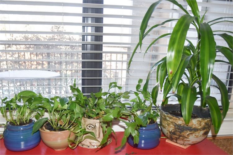 Five (5) Potted Plants