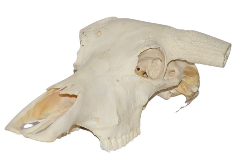 Animal Skull