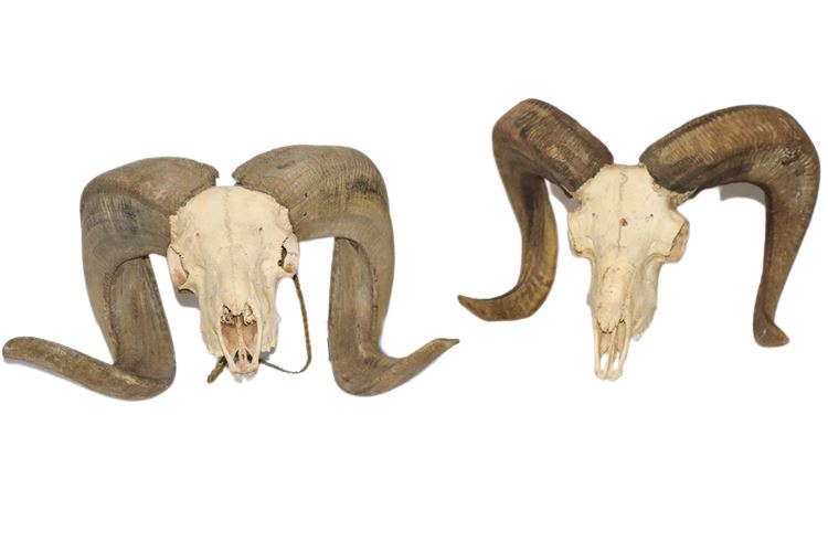 Two (2) Rams Skulls