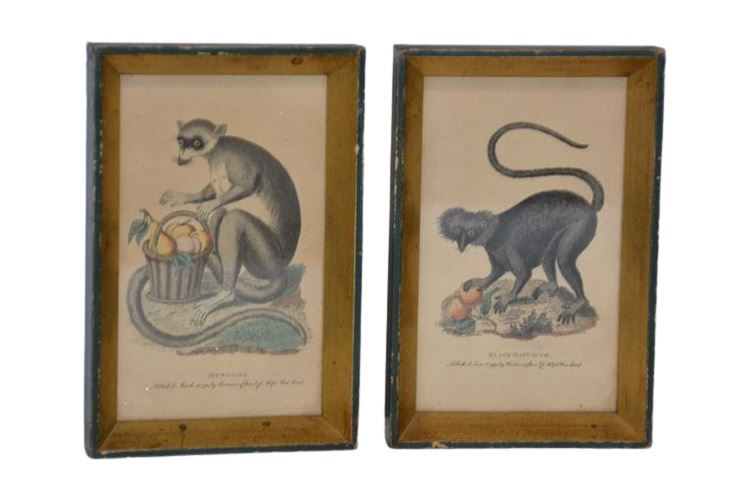 Pair Vintage Framed Monkey Prints