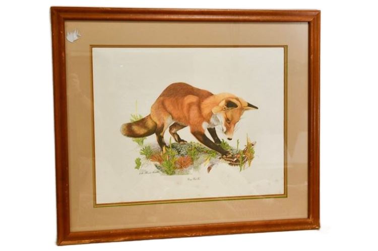 Sallie Middleton - Young Red Fox (Limited Edition)