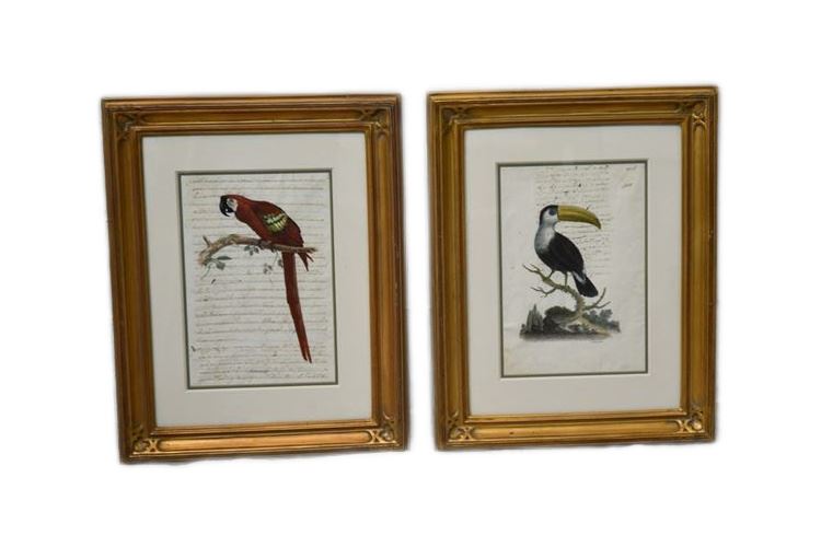 Pair Bird Prints In Gilt Frames