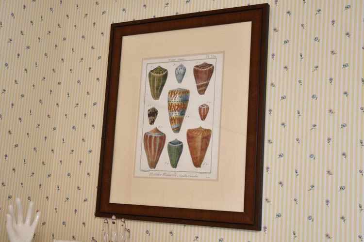 Framed Cone Shells Wall Art