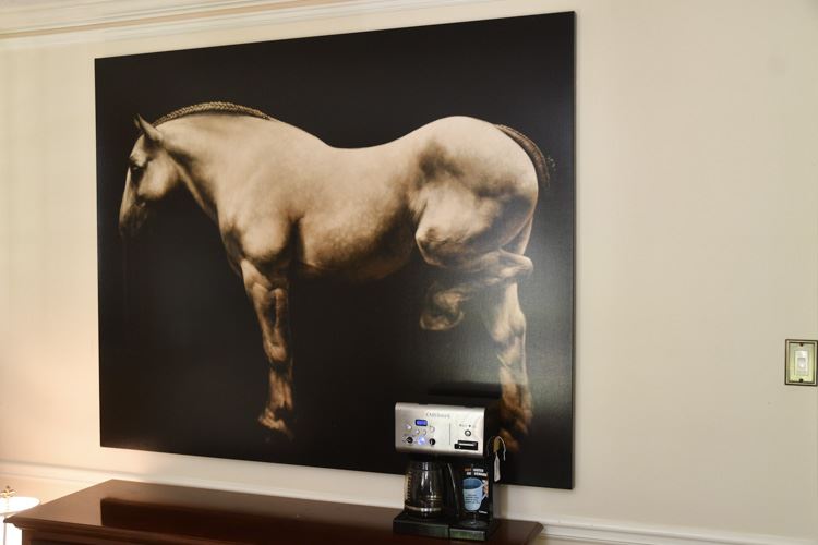 Large Horse Canvas Picture