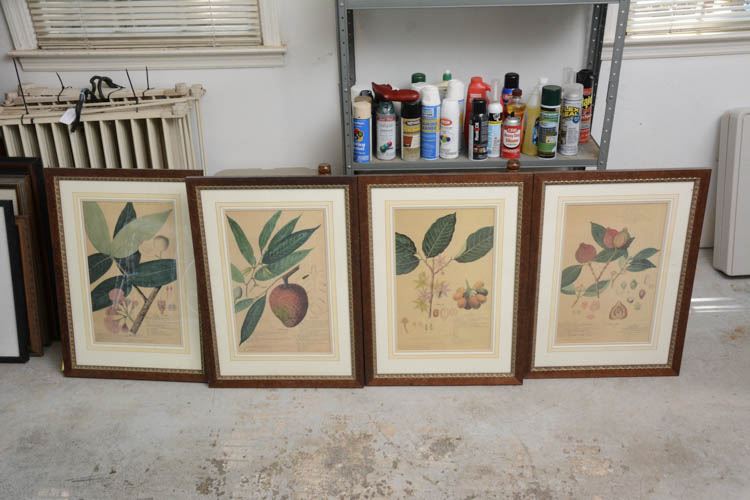 Four (4) Vintage Framed Botanical Prints