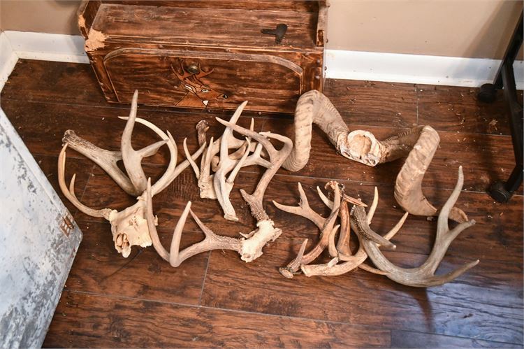 Deer Antlers and Skull