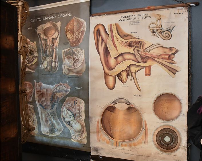 Vintage Anatomical Charts