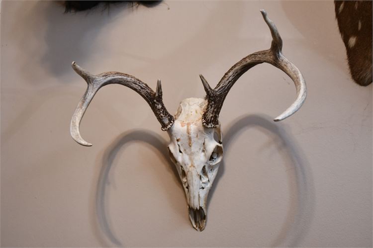 Whitetail Deer Skull