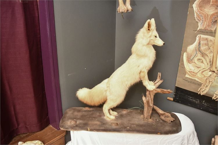 White Fox on a Wooden Base