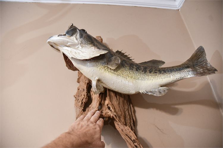 Largemouth Bass Display