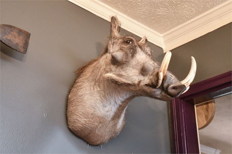 Taxidermied Warthog Head