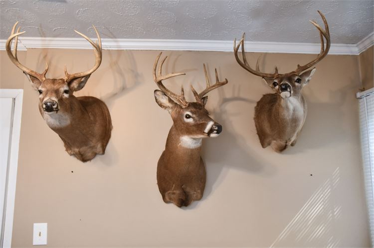 Three (3) Whitetail Deer Heads