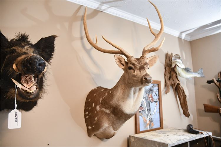 Spotted Deer Head