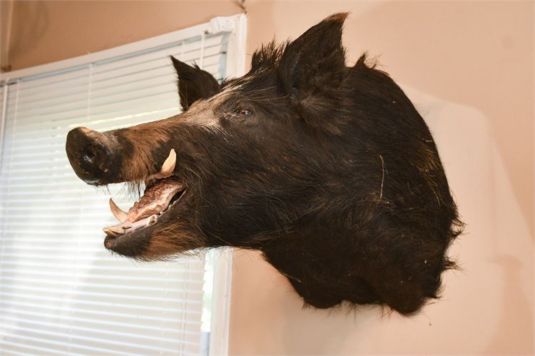 Wild Boar Head