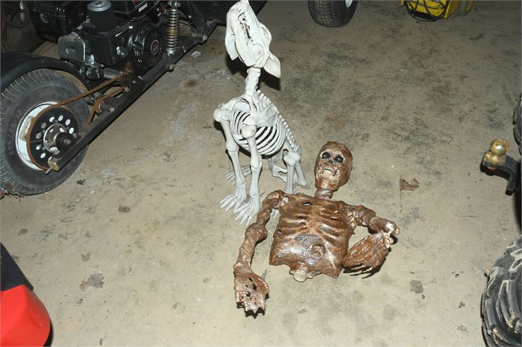 Dog Skeleton and Human Skeleton