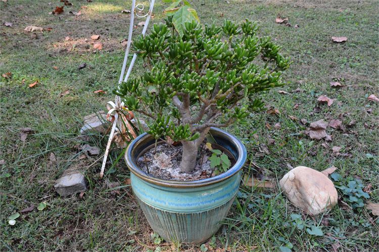 Jade Plant