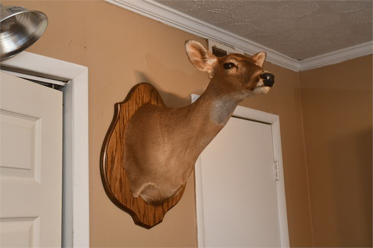 Whitetail Deer Head