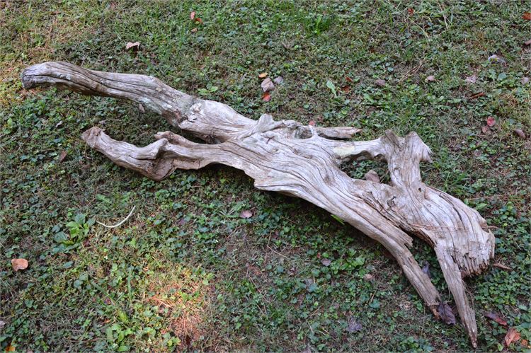 Large Driftwood