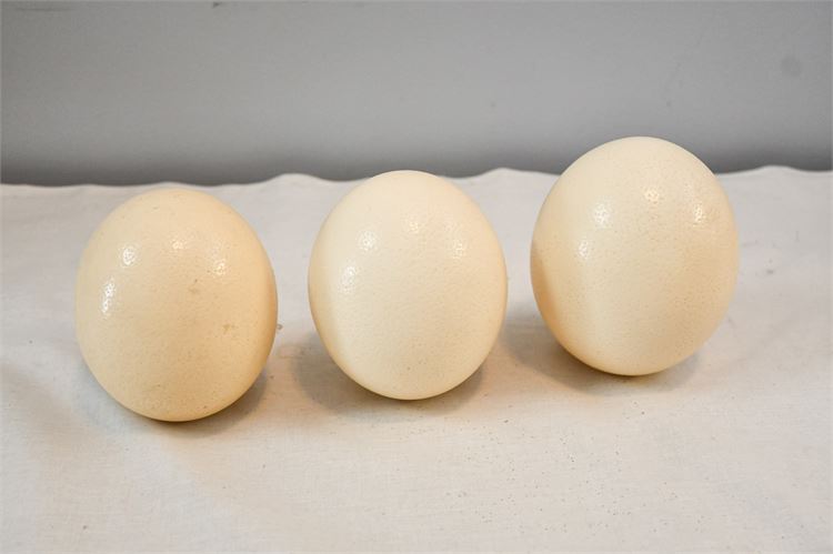 Three (3) Ostrich Eggs (empty)