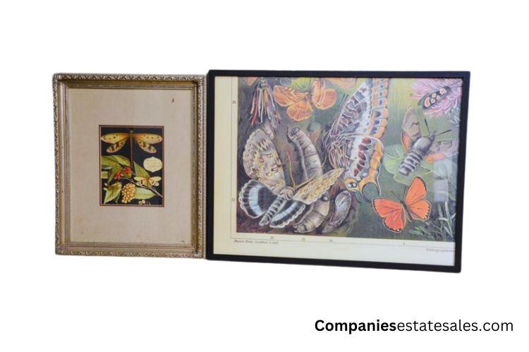 Two (2) Two framed Prints: Insects and Butterfly