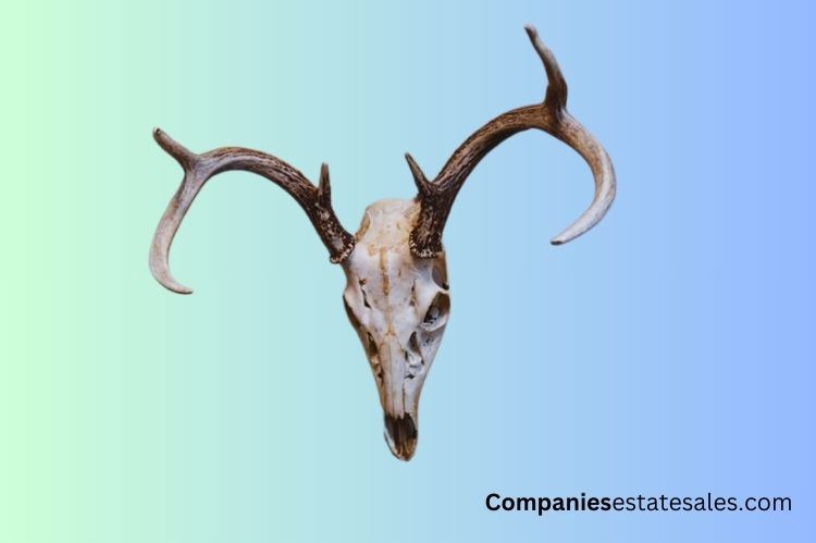 Whitetail Deer Skull