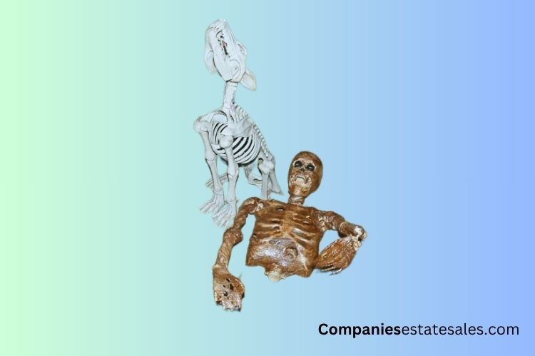 Dog Skeleton and Human Skeleton