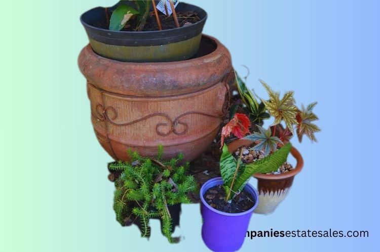 Four (4) Plants & Planters