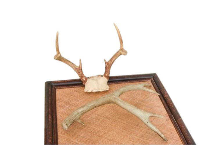 TWO (2) Mule Deer Skull Plate