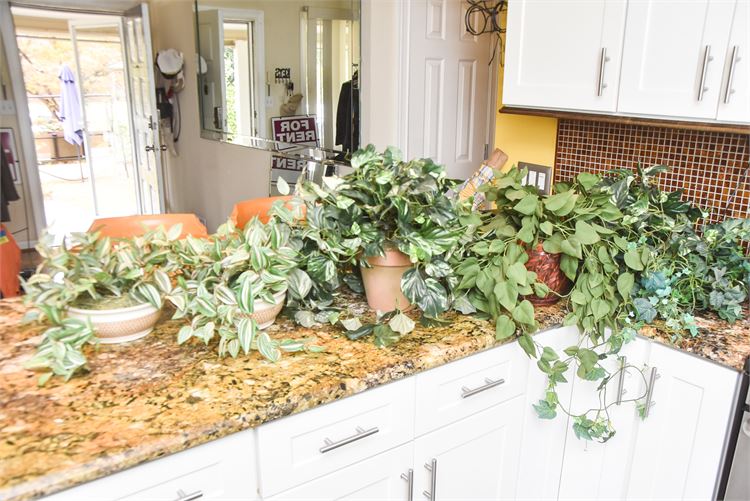 Several Potted Plants