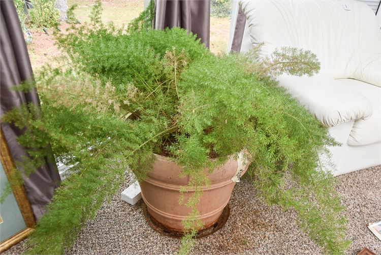 Asparagus Ferns Plant and Pot