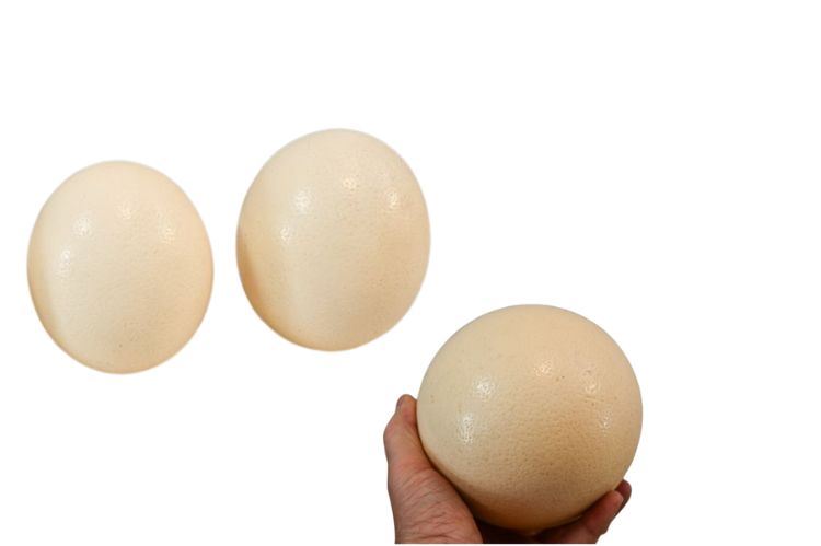 Three (3) Ostrich Eggs (empty)