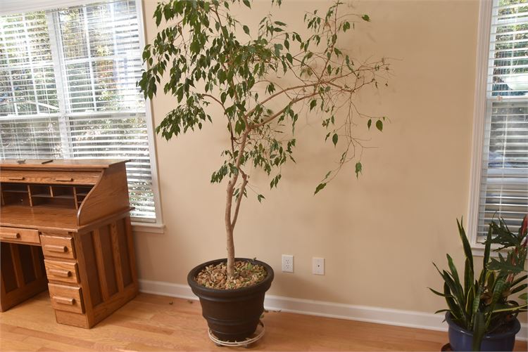 Ficus Benjamina Plant