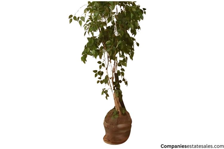 Ficus Benjamin Plant